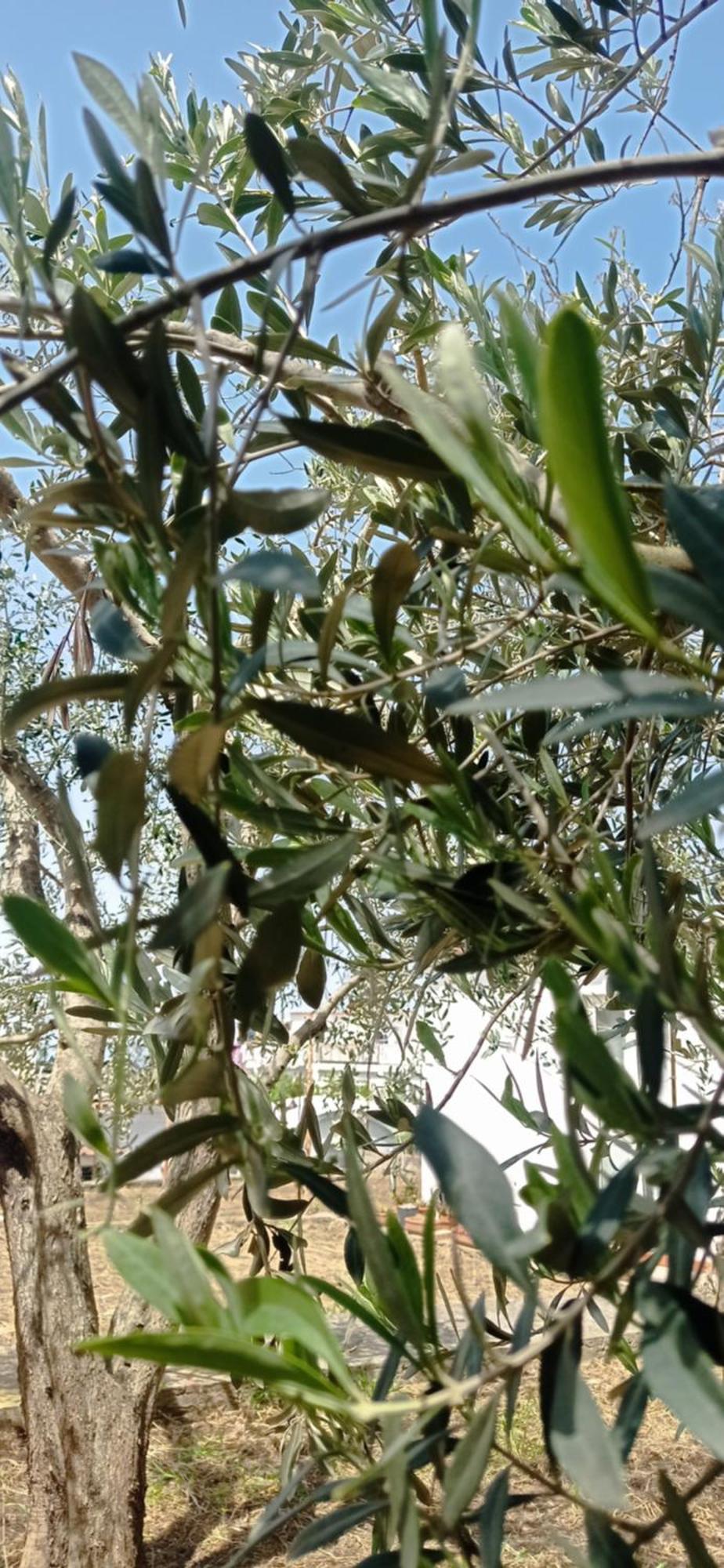 La Pica Marina Anacapri Διαμέρισμα Εξωτερικό φωτογραφία