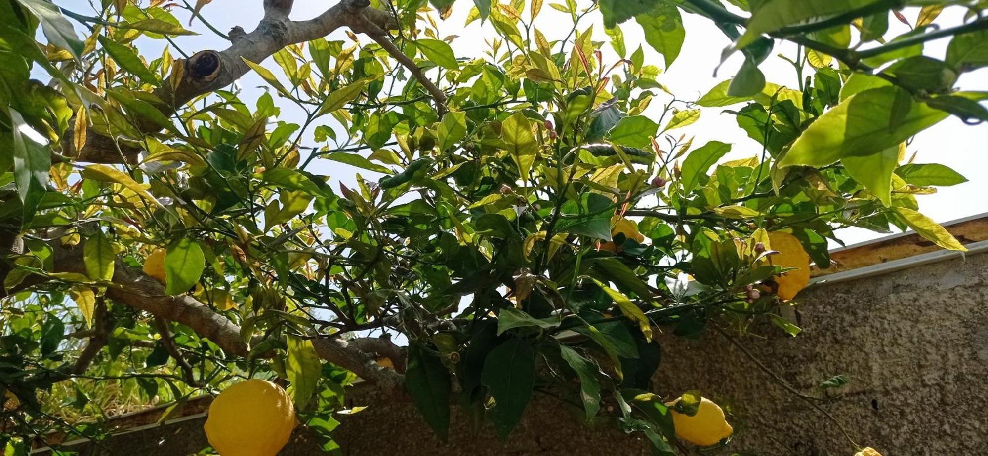 La Pica Marina Anacapri Διαμέρισμα Εξωτερικό φωτογραφία